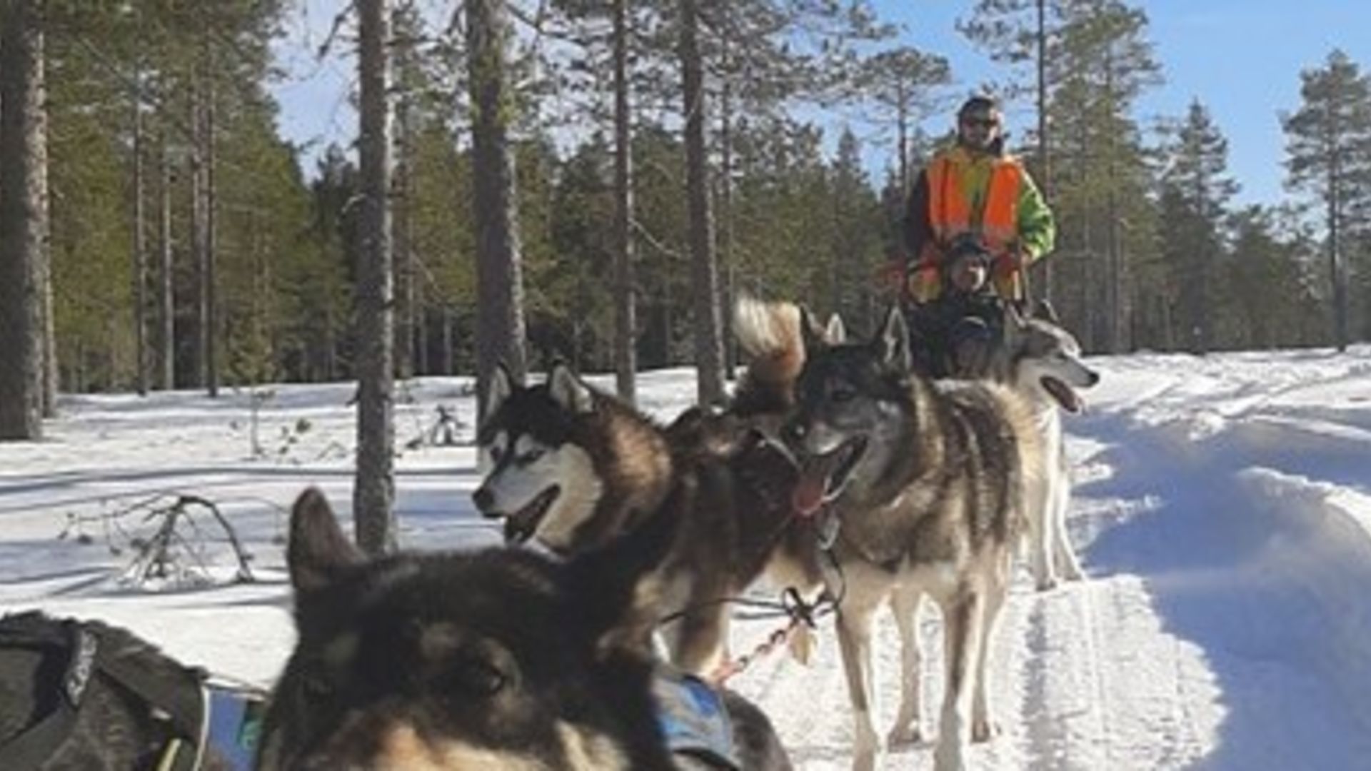 APL som hundspannsguide i Branäs