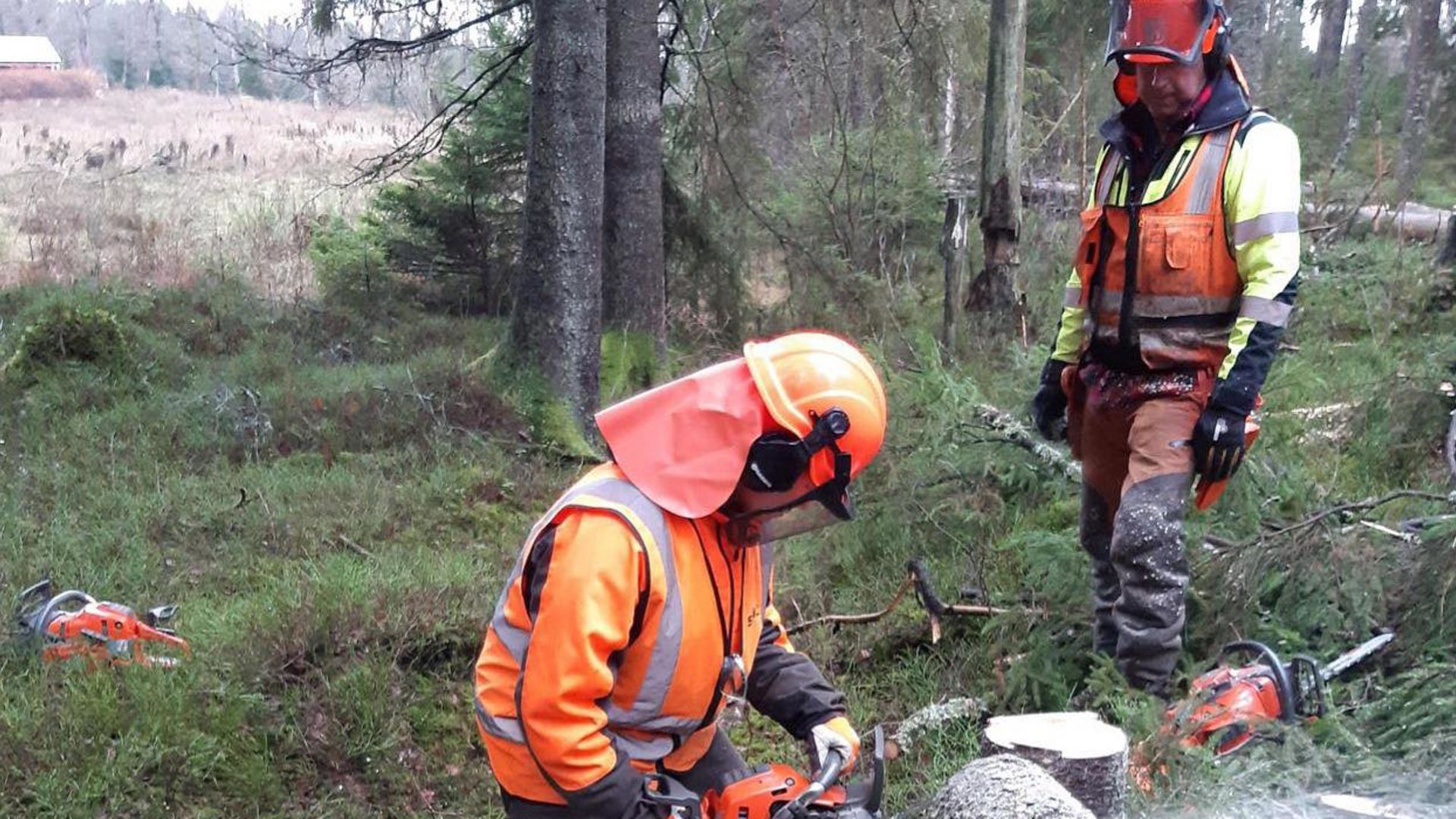 Möjlighet till körkort för motorsåg och röjmotorsåg