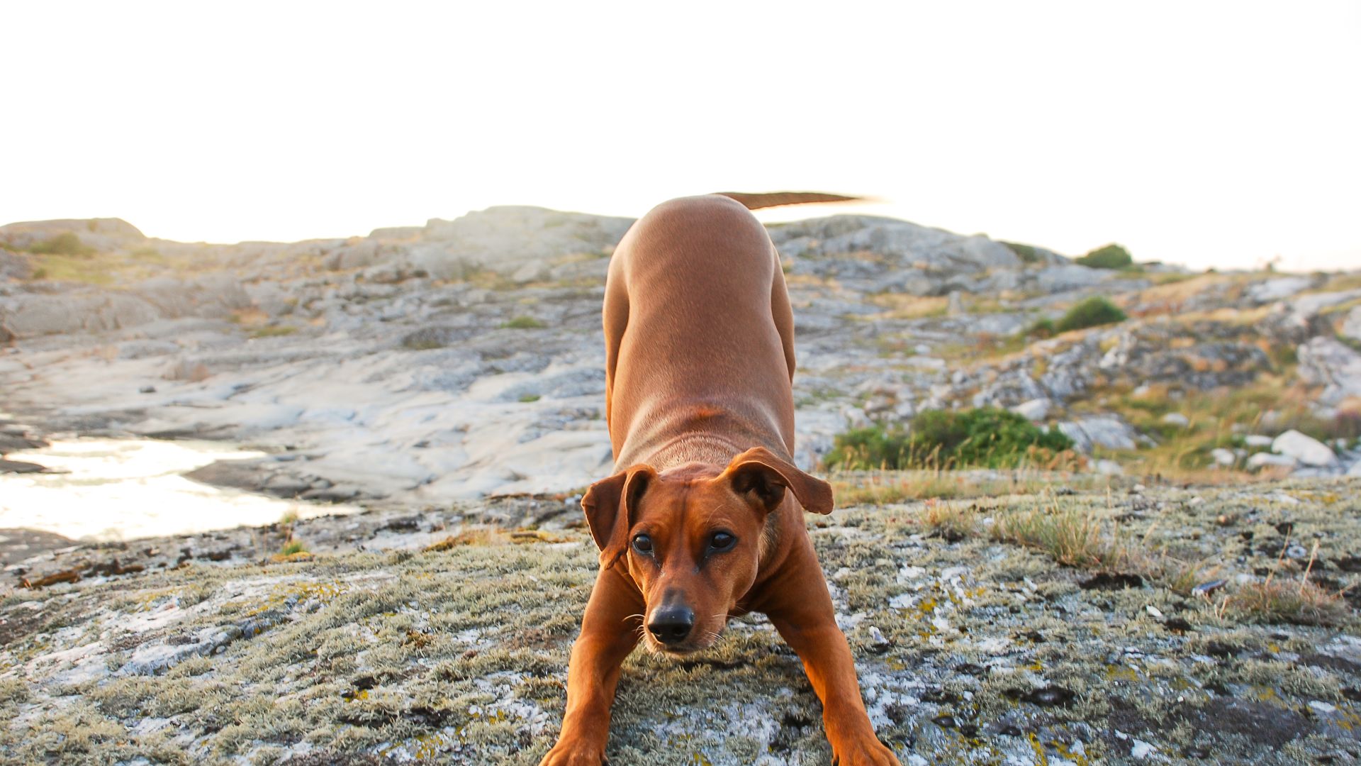 Hund - Vad kan eleverna göra efter studenten?