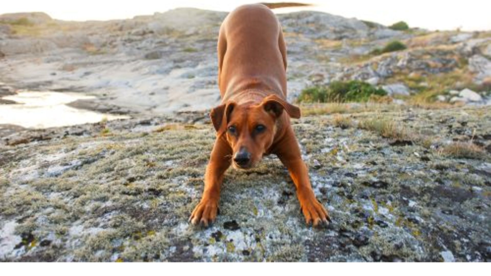 Hund - Vad kan eleverna göra efter studenten?