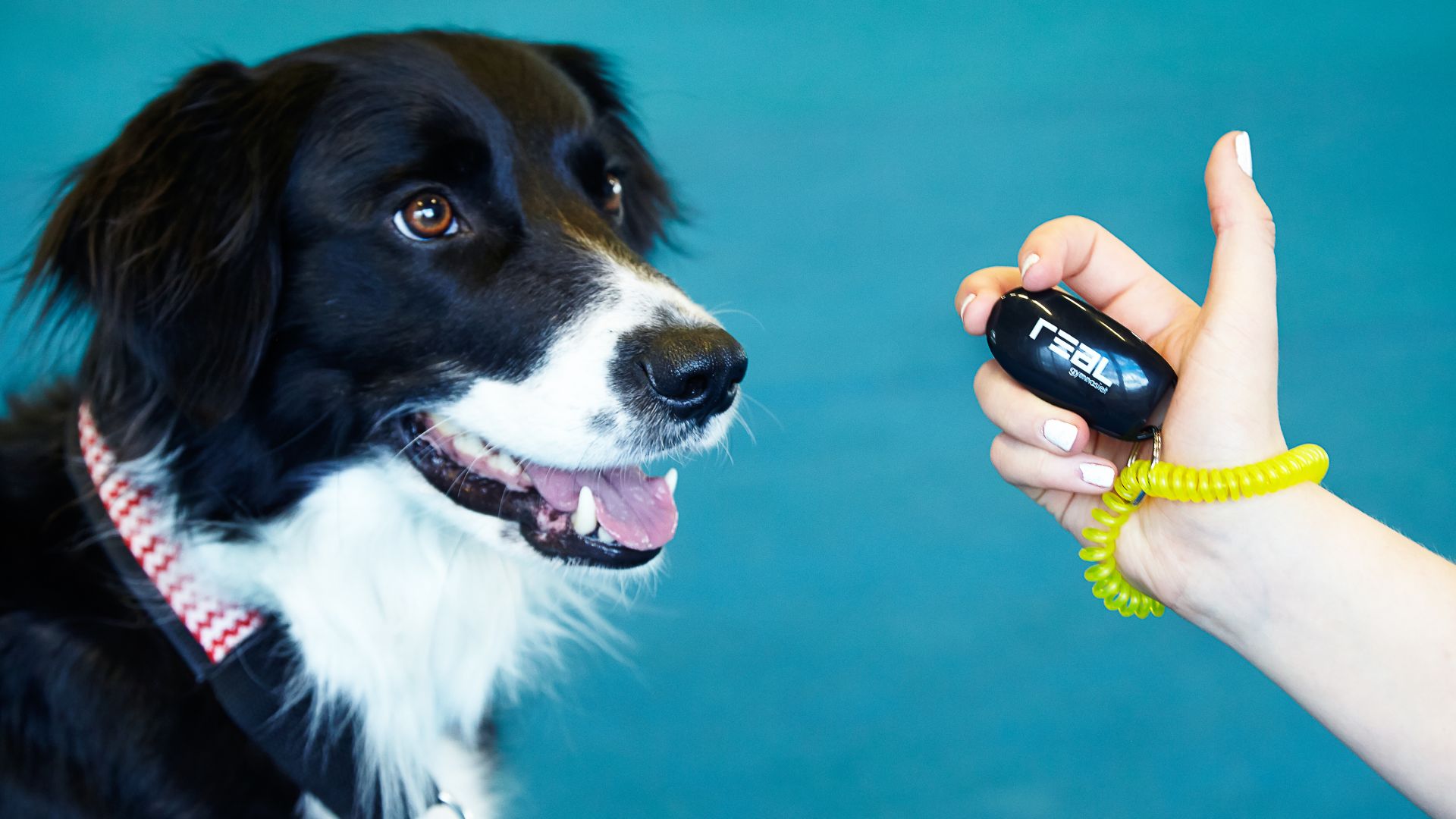 Hund - Vad kan man göra efter studenten?