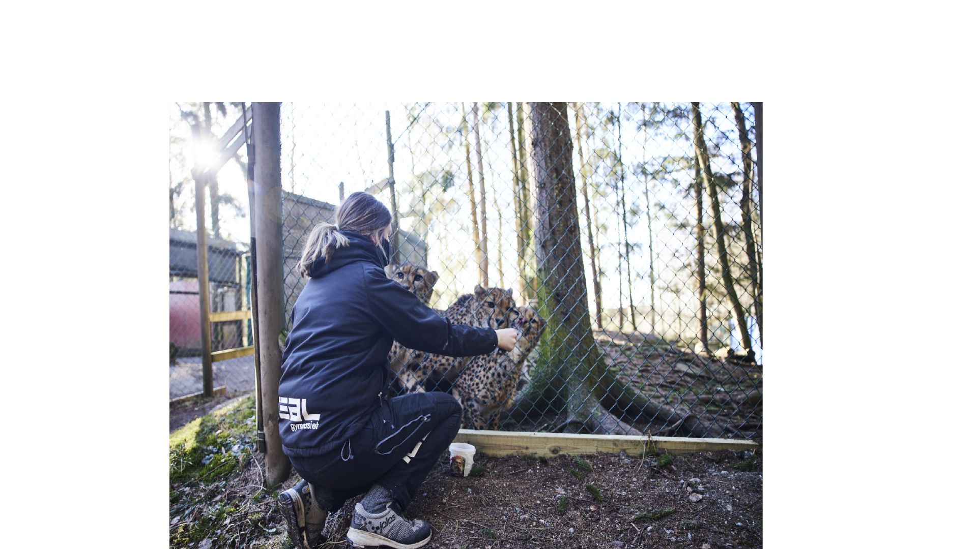 Plugga djurpark och rädda världen