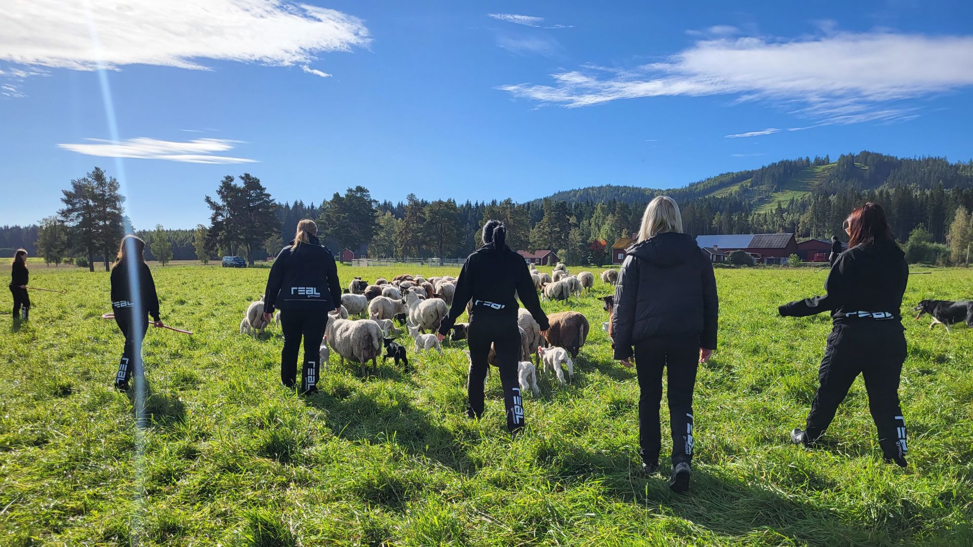 Fårgården i Nyby