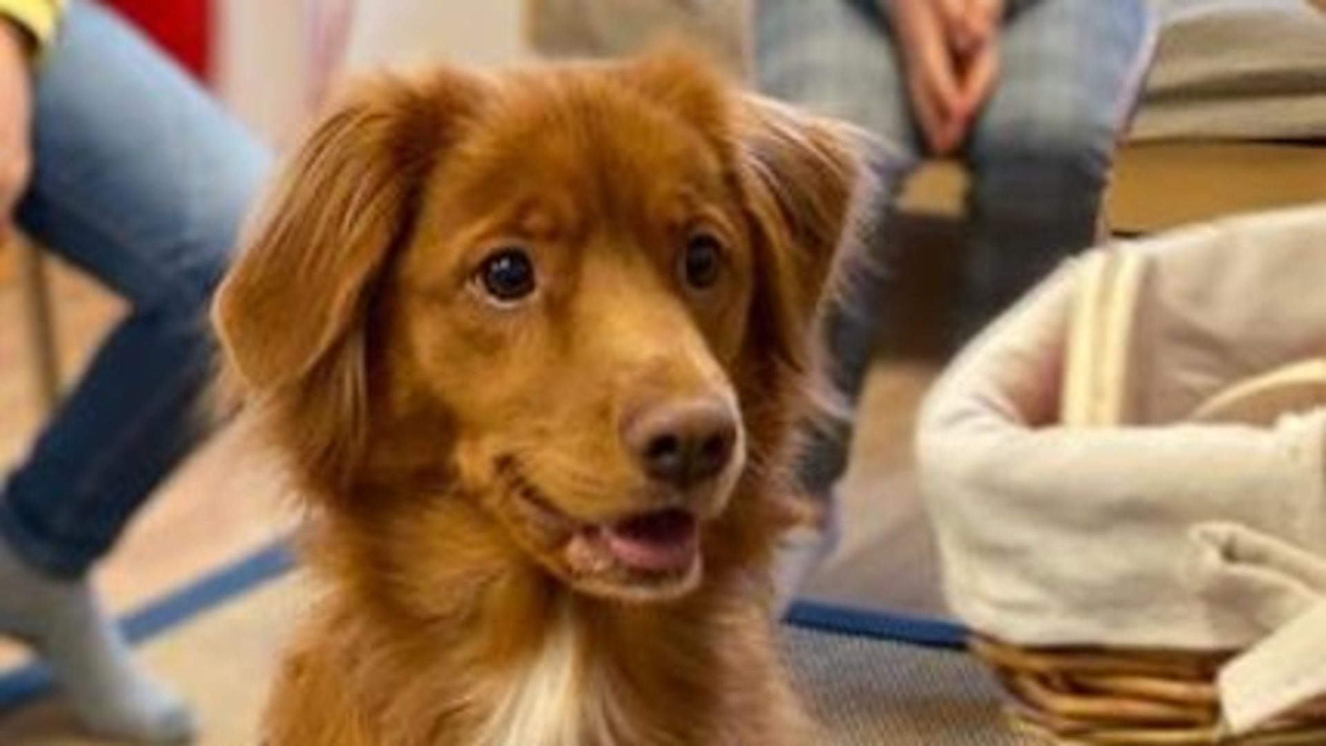 Realgymnasiet satsar på skolhund för att bidra till ökad närvaro och trygghet i skolorna 