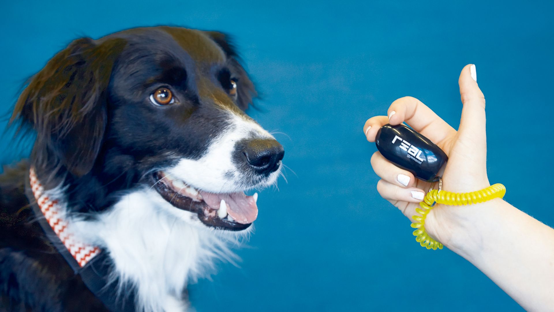 Diplomeringar när du pluggar Hund