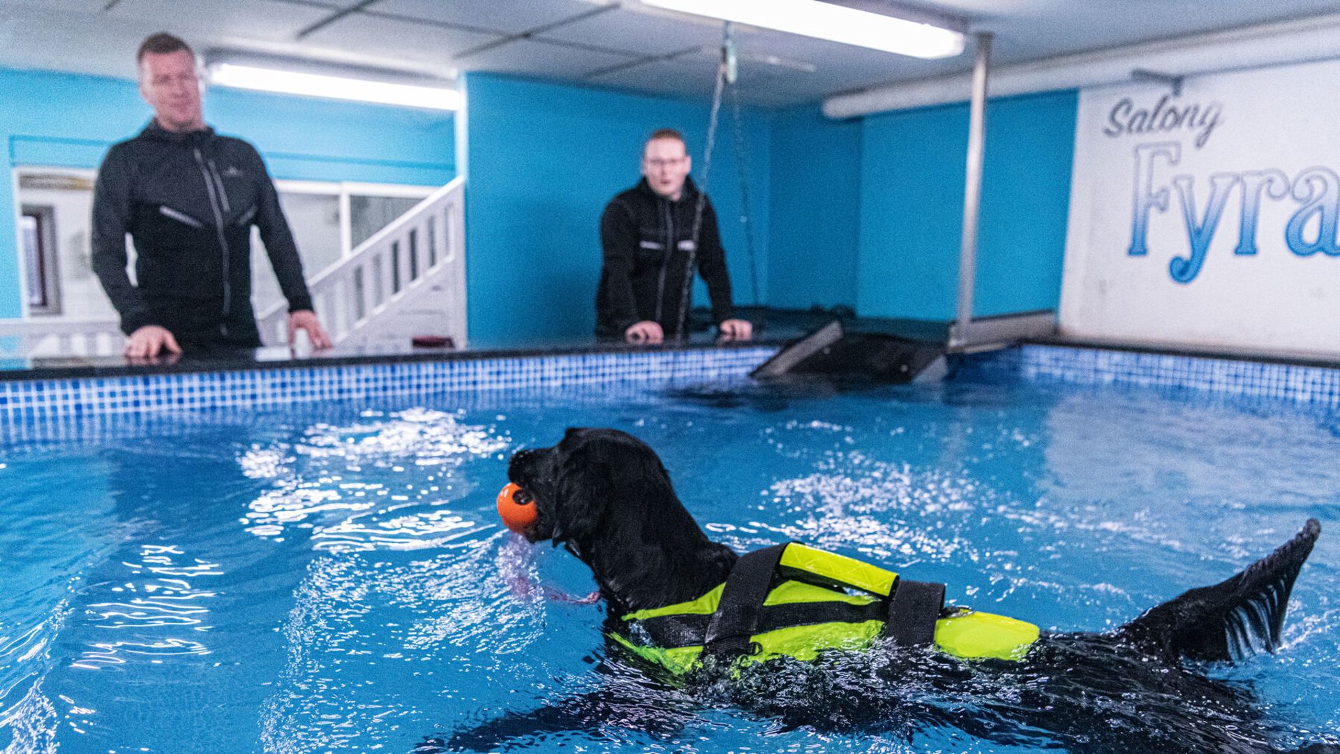 Plugga Hund och bli redo för att jobba med hundar och hundägare.