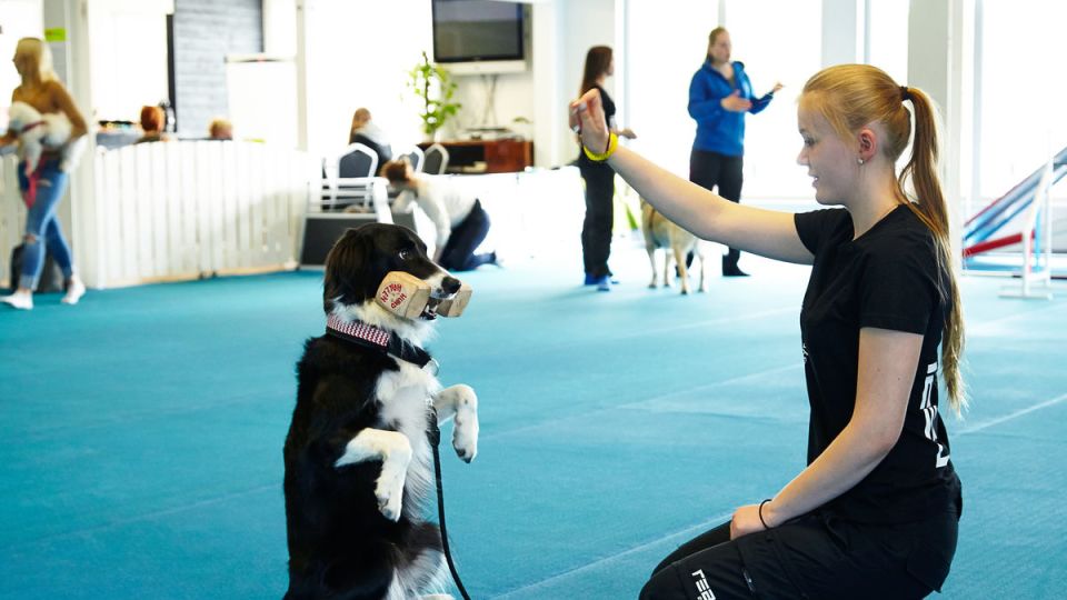 Skillnaderna mellan Hund- & Djurvårdsutbildningen