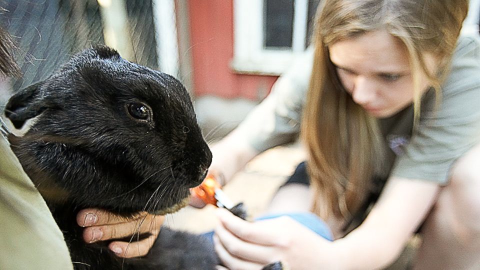 Vad är skillnaden mellan utbildningarna Hund- och Sällskapsdjur och Djursjukvård. 