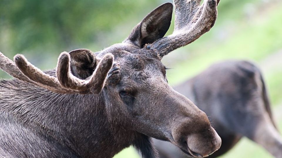 Naturbruk i lokalradio och tv