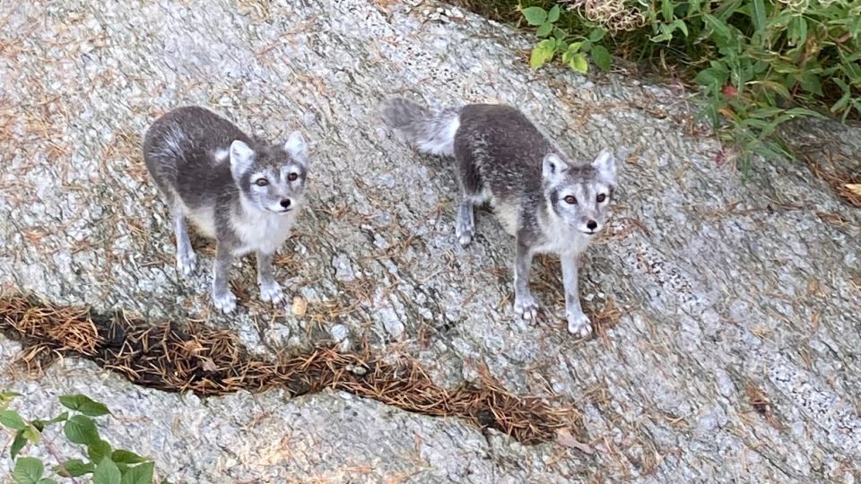 Järzoo  - en vecka med Nordens vilda djur och äventyr