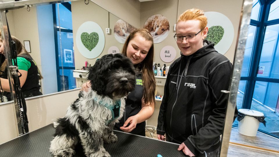Nu kan elever läsa till hundfrisör på Realgymnasiet i Borlänge och Sundsvall