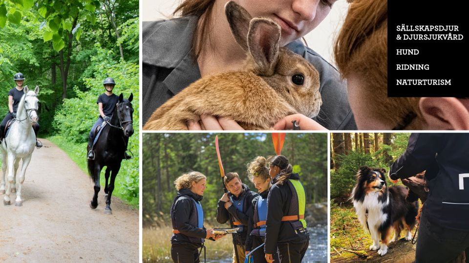 Kraftig ökning till Realgymnasiet