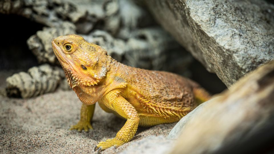 3 snabba frågor till vår veterinär!