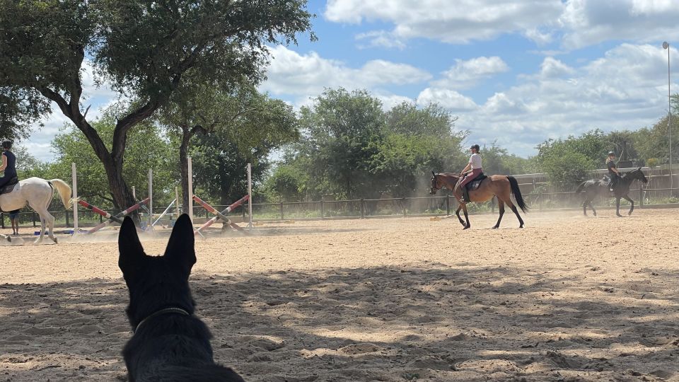 Utlands APL i Sydafrika - African Dream Horse Safari