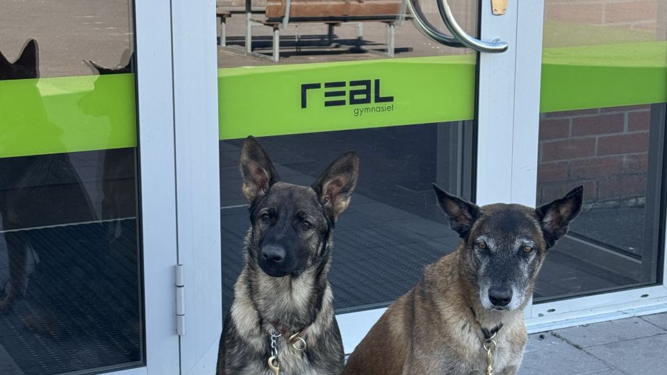 Polishundar på besök