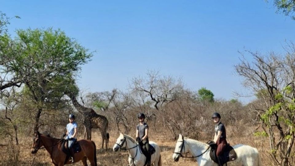 APL på African Dream Horse Safari i Sydafrika