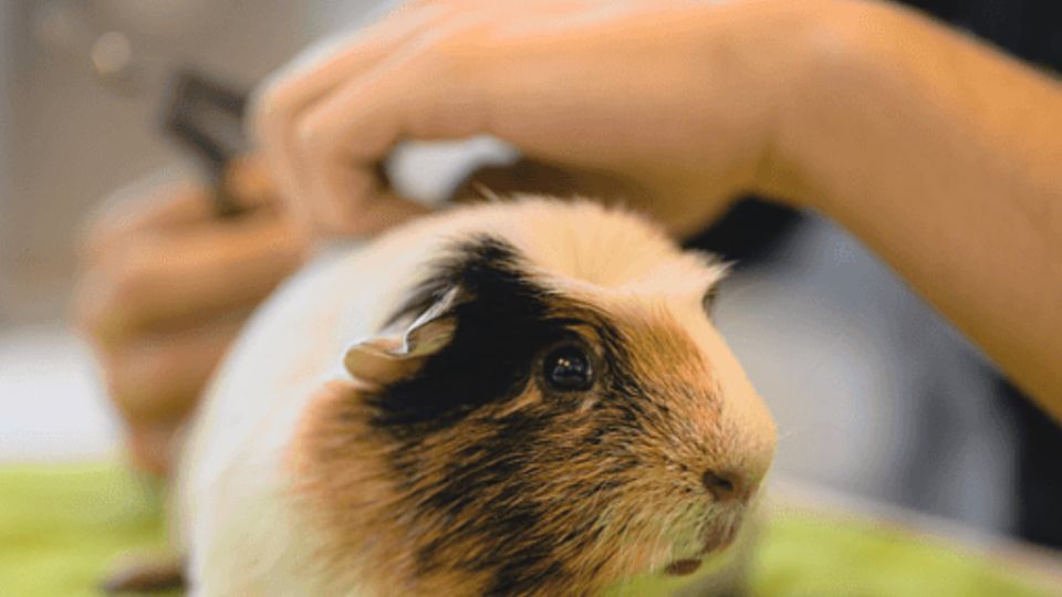 Veterinärbesök som gör skillnad