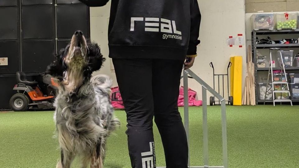 Gasten tränar grundmoment i agility- Sällskapdsdjur Hund