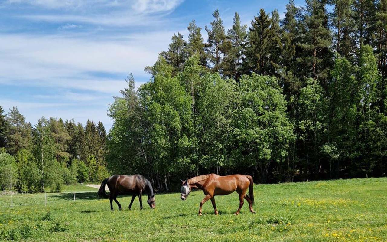 Mimmi själv har haft hästar sedan hon var liten. Dessa får eleverna bara bekanta sig med på avstånd på hennes gård.