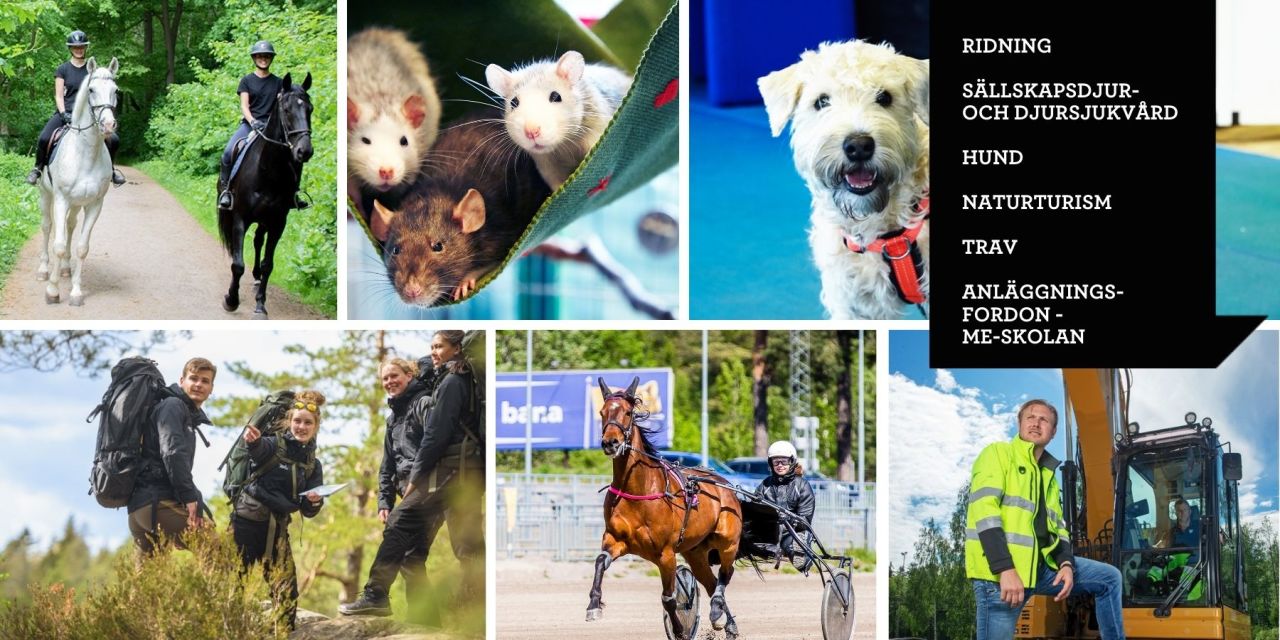 I Karlstad har vi programfördjupningarna: Ridning, Sällskapsdjur och djursjukvård, Hund, Naturturism, Trav och Anläggningsfordon - ME-skolan.