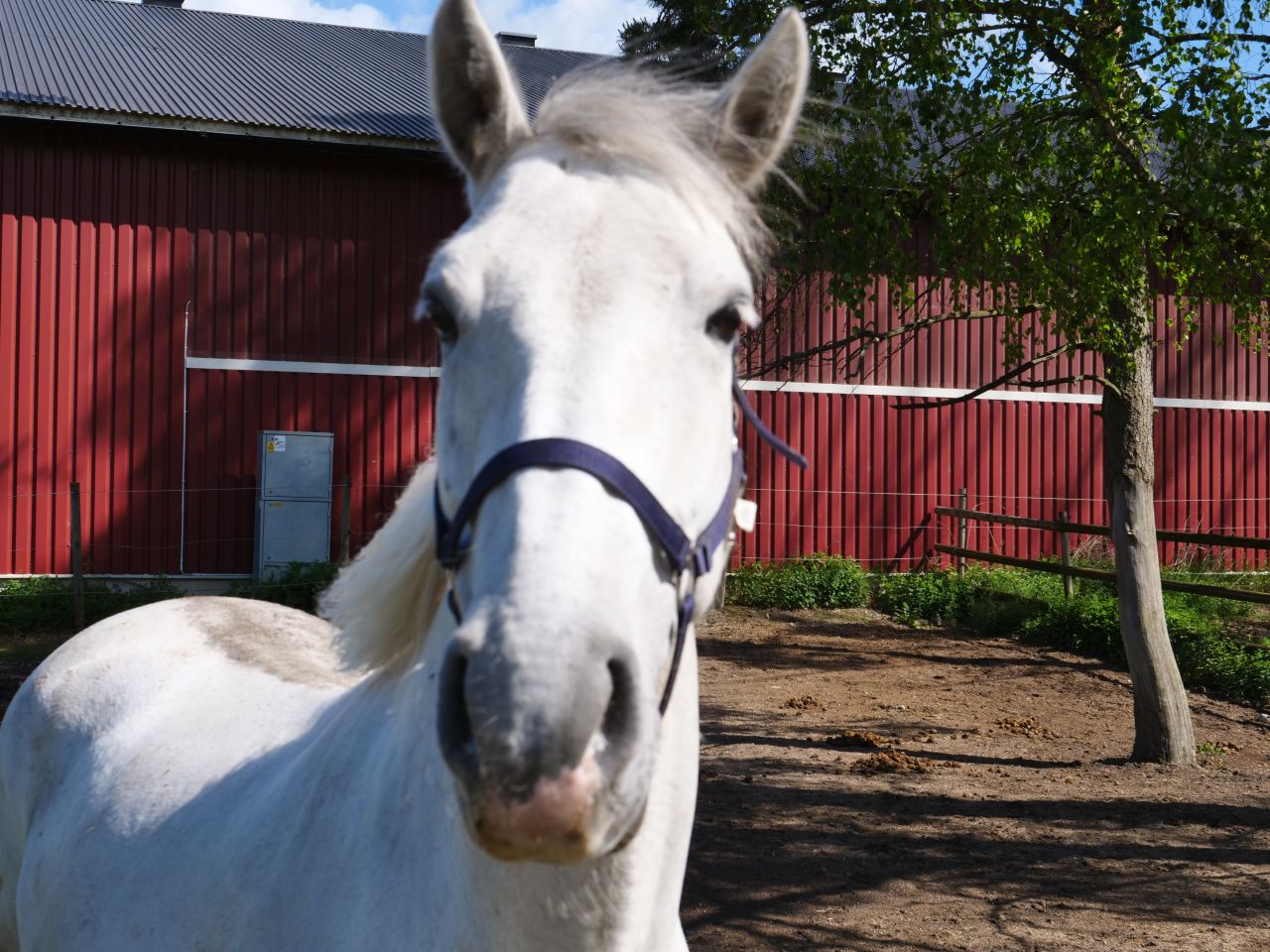 Ponnyn Amber - En av alla hästar på anläggningen som gillar att bli fotad.
