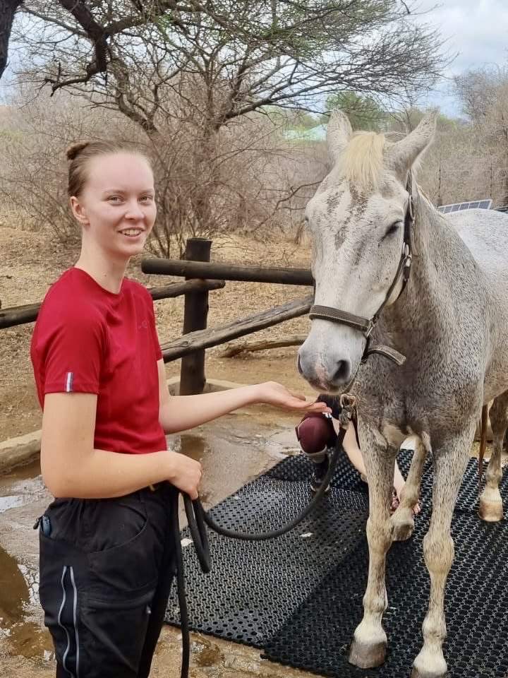 Hästen Lui på African Dream Horse Safari i Sydafrika får en dusch av Linnea under hennes utlands-APL