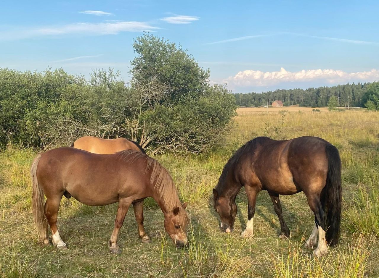 Några av hästarna på anläggningen, betandes i hagar runt om.