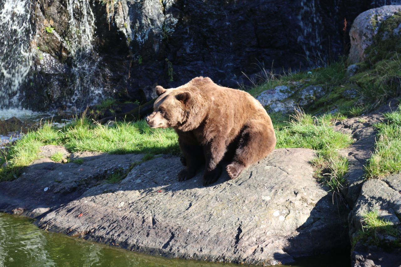 Två brunbjörnar, två bröder, hittades utan sin mamman för några år sedan och blev omhändertagna hos Kolmården. De är riktigt fotogeniska dagen till ära för eleverna som är på besök. 