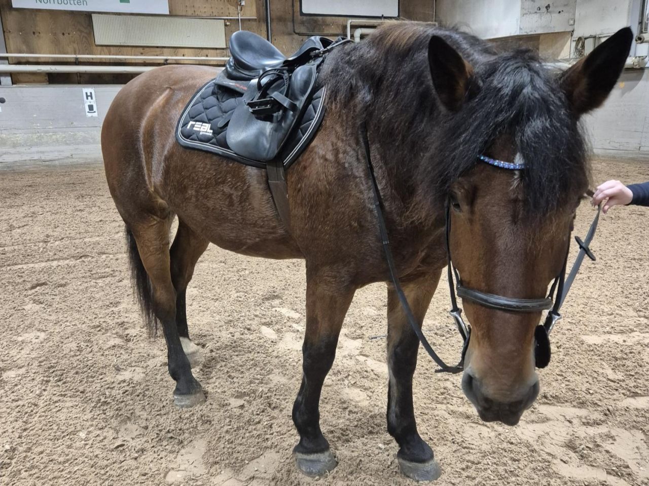 Hästen Sten på Luleå ridklubb