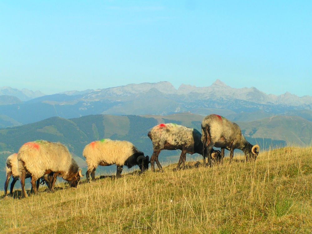 65 .n° 107627 . les pyrenees .type basque .retour de la