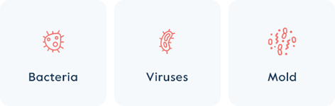 https://www.livelarq.com