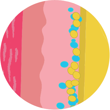 Illustration of fat cells weeks after CoolSculpting