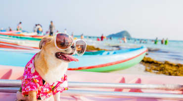 urlaub mit hund lastminute de