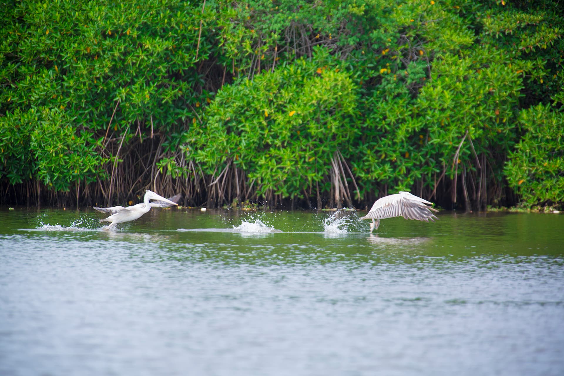 7 best things to do in Sri Lanka 