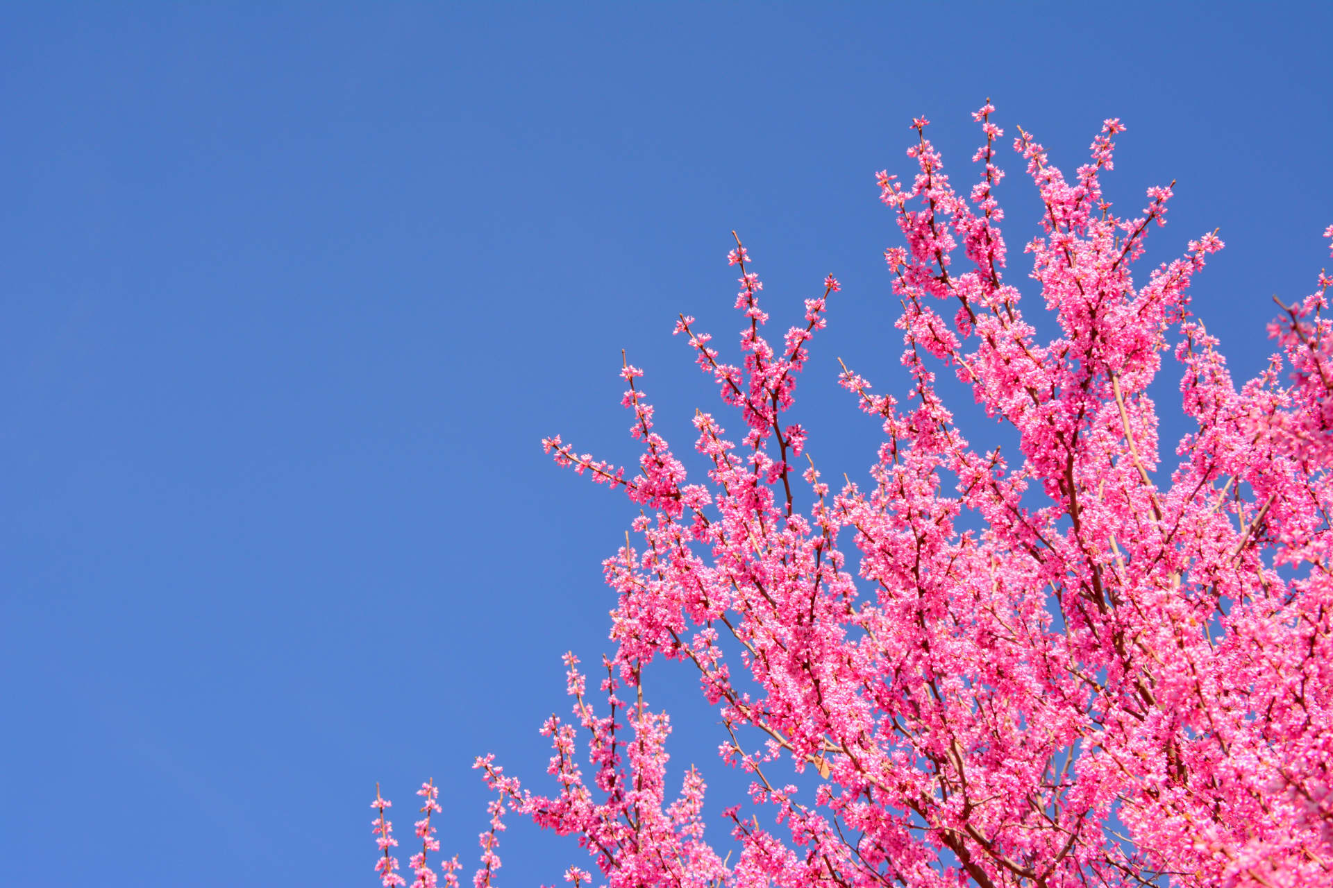 Where To See Spring Flowers In London