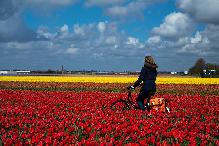 Tulips - Image by Cris Toala Olivares