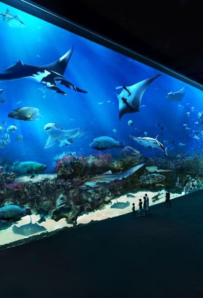 10 Acquari Piu Belli E Famosi Al Mondo Ecco La Lista Di Quali Sono