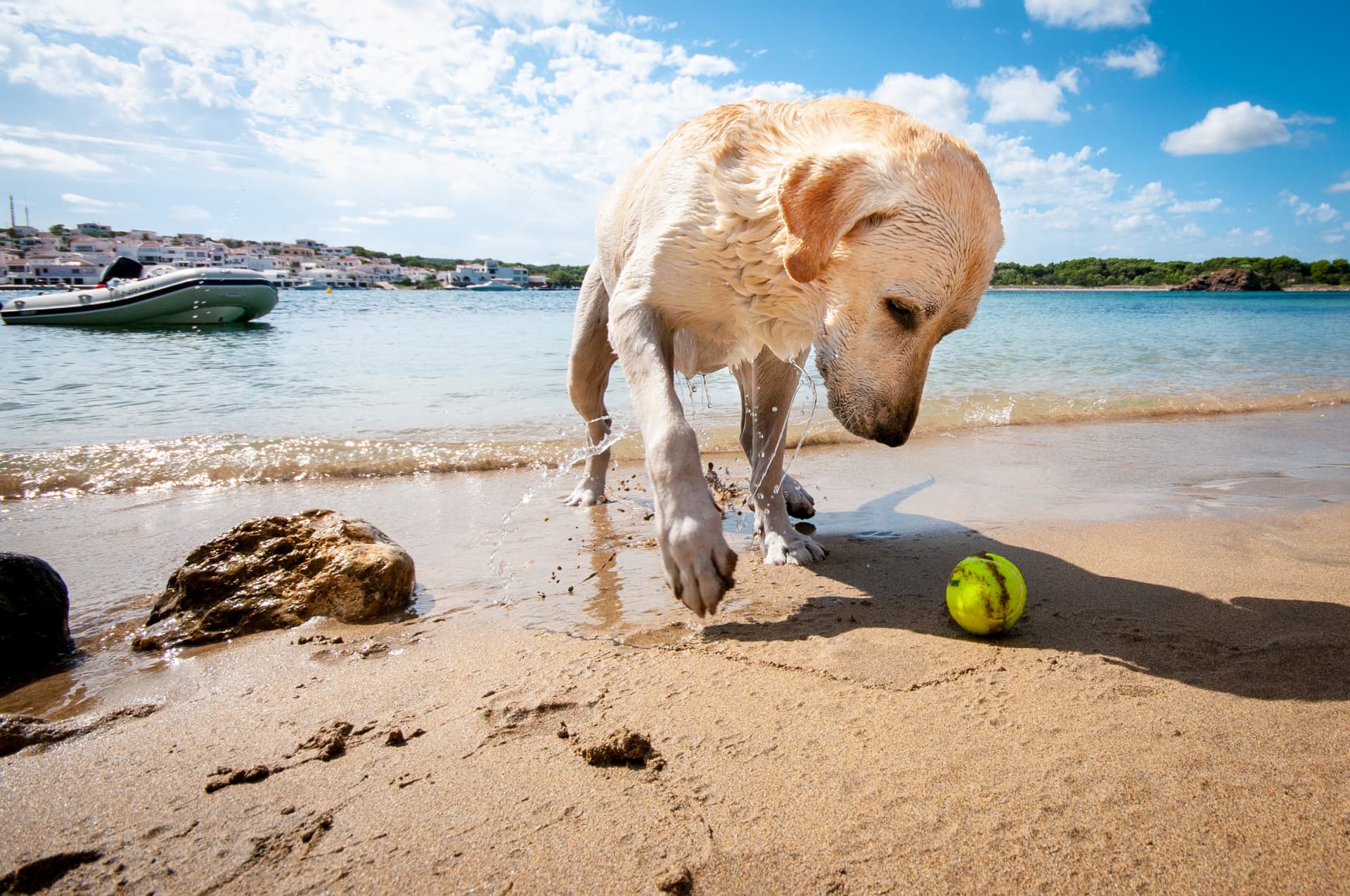 The Best Dog Friendly Beaches in the UK