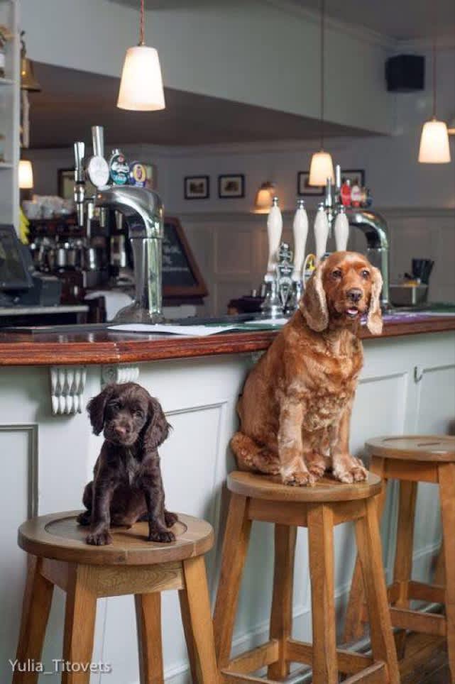 50 dog friendly hotels pubs and restaurants in London