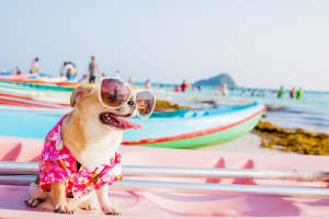 Urlaub Mit Hund Lastminute De