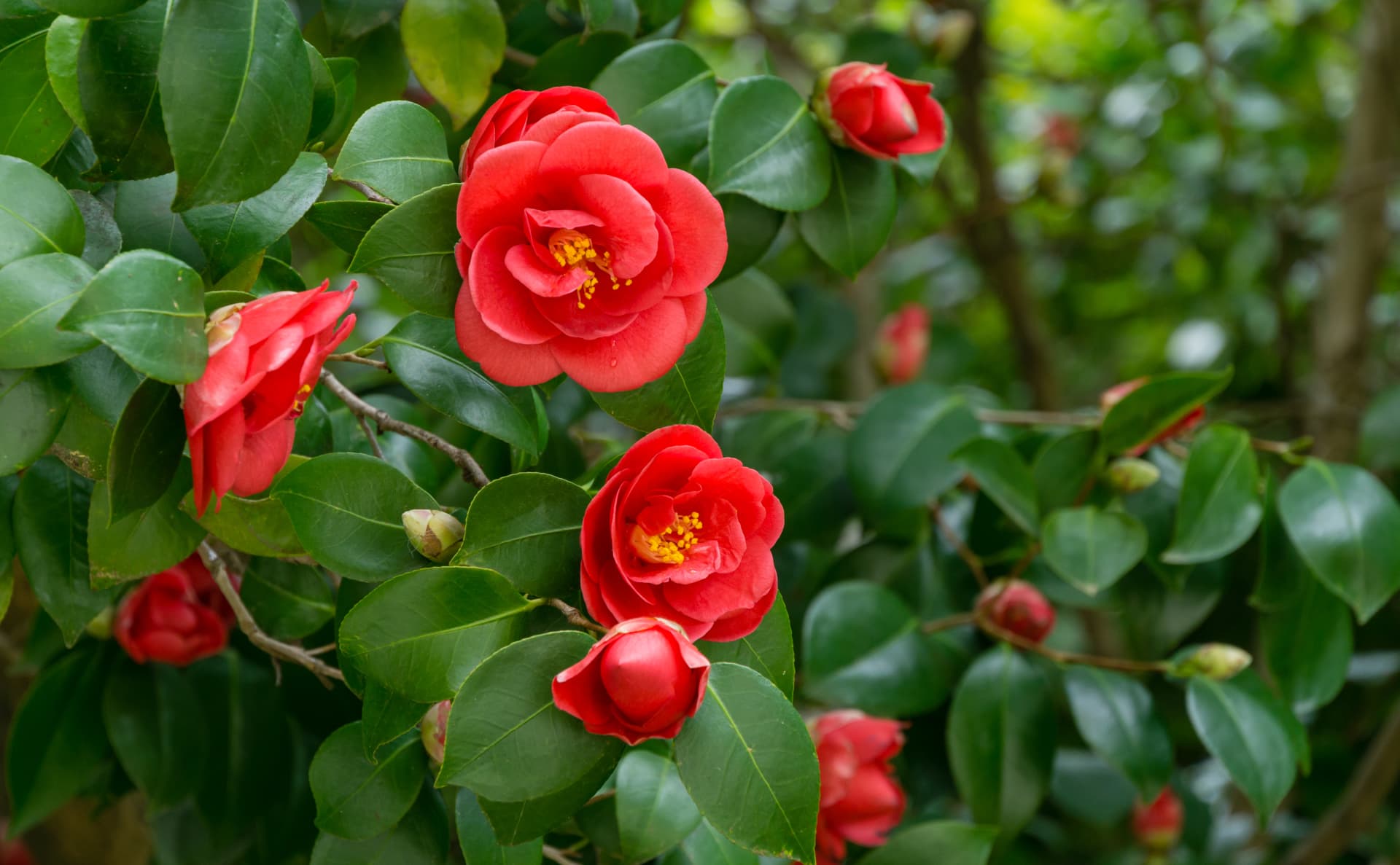 Where To See Spring Flowers In London