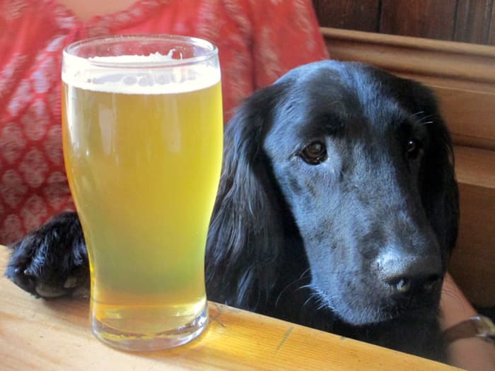 Last minute dog friendly hotels top