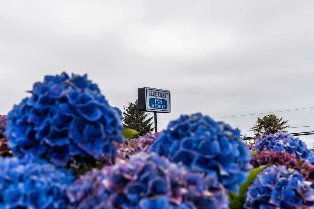 Blue Coast Inn & Suites 1