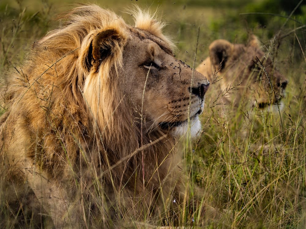 Garden Route Safari Camp 1