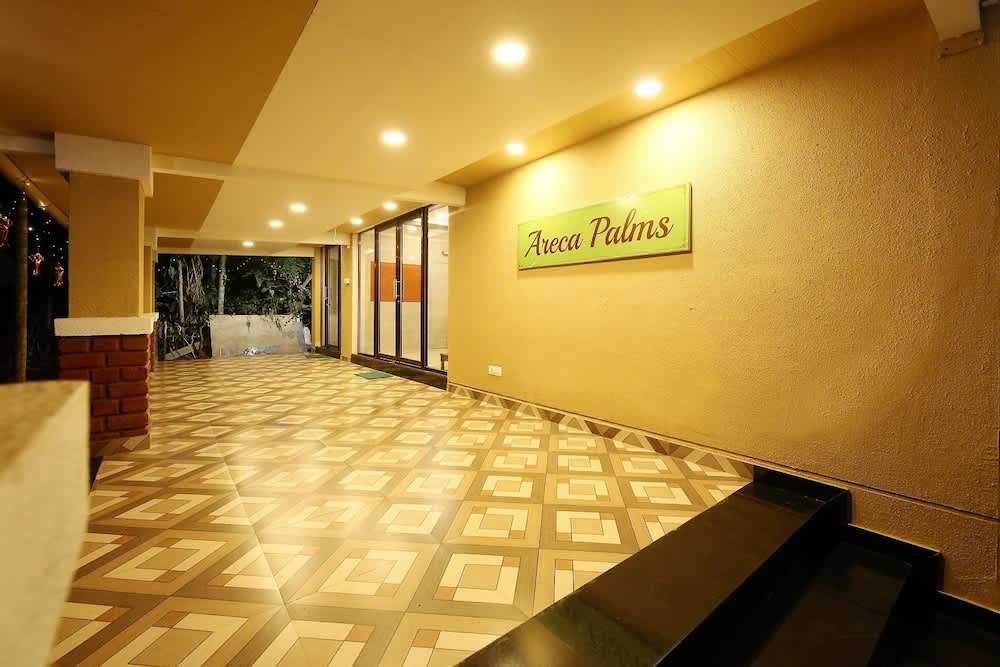 Areca Palms 1