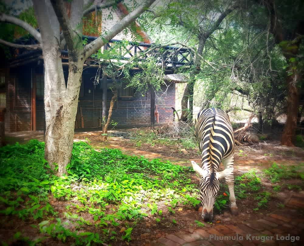Phumula Kruger Lodge 1