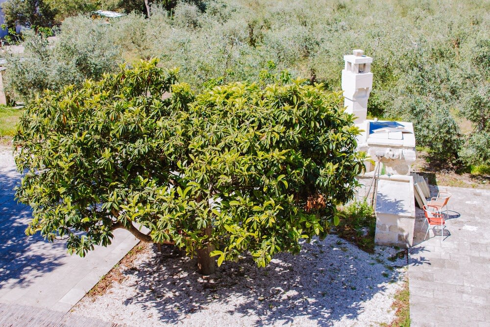 Agriturismo biologico Piccapane 1
