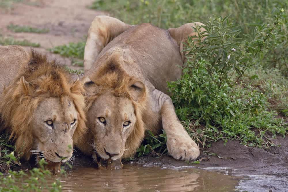 Amakhosi Safari Lodge and SPA 1