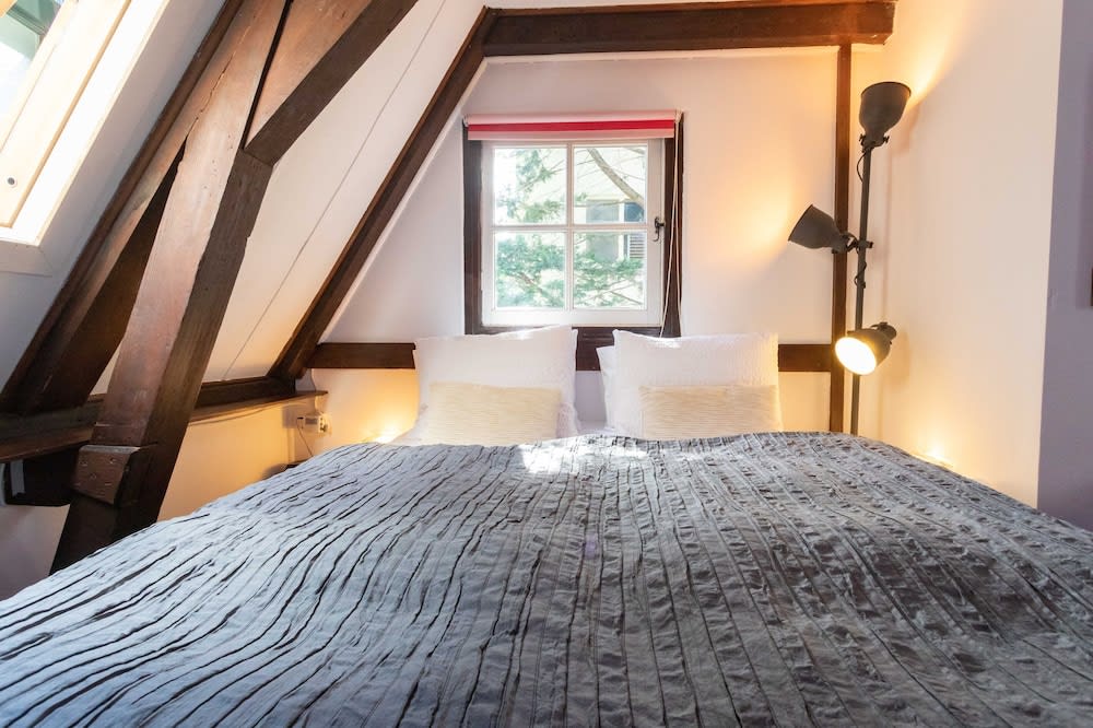 Tulip of Amsterdam 4