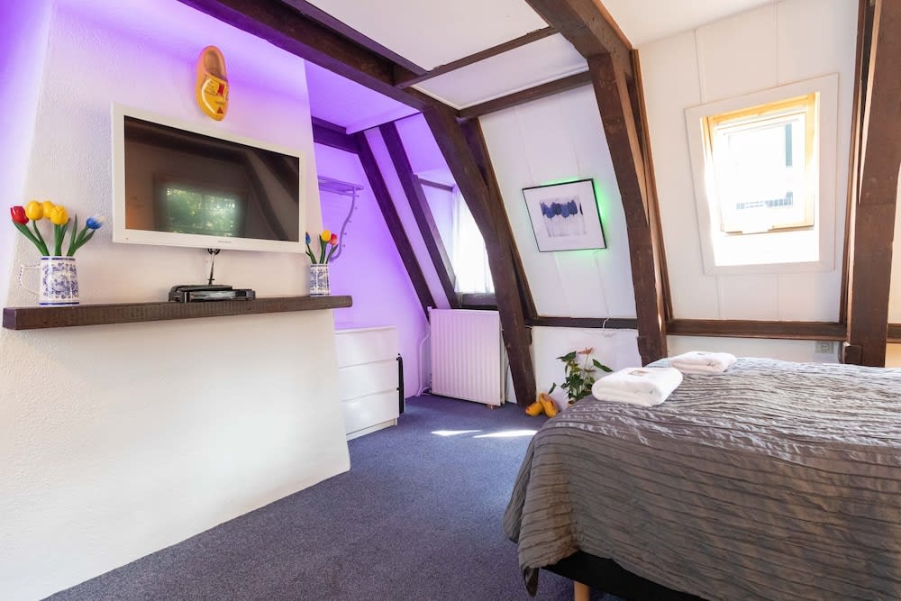 Tulip of Amsterdam 3